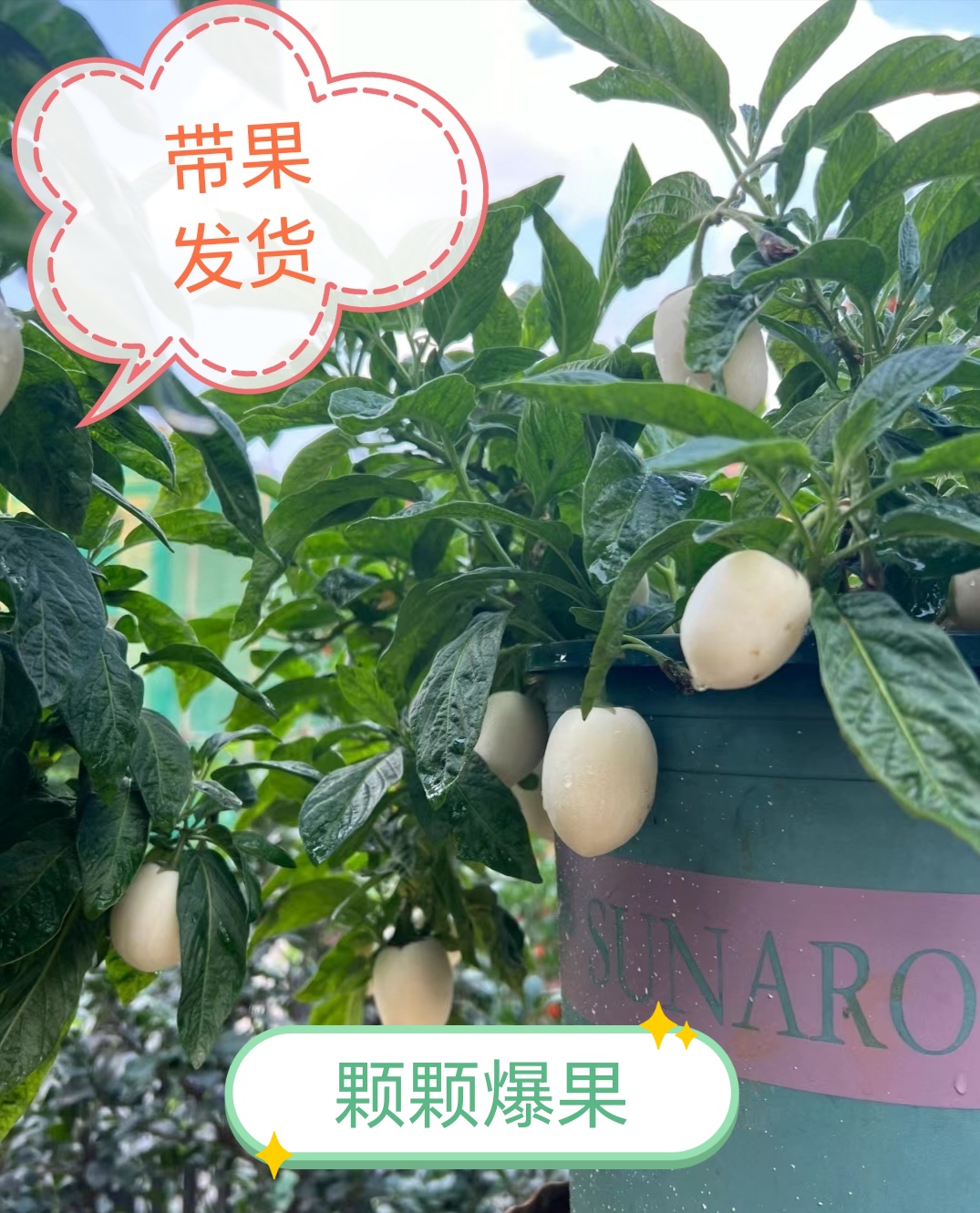 【带花带果】人参果苗盆栽可食用观赏果蔬香瓜茄长寿果四季开花结果