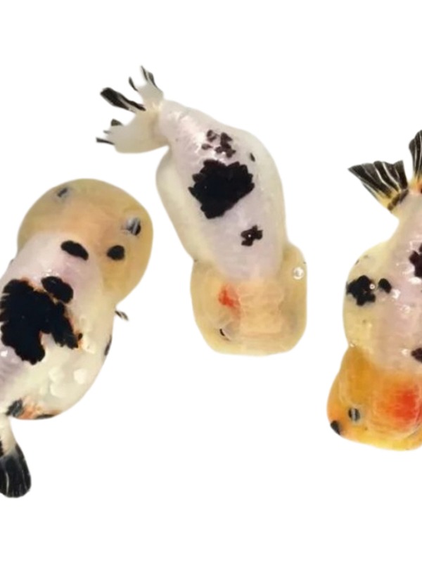 兰寿金鱼活体冷水鱼售后提供完整开箱视频