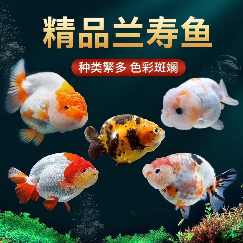 7到8厘米兰寿金鱼泰狮金鱼随机一条