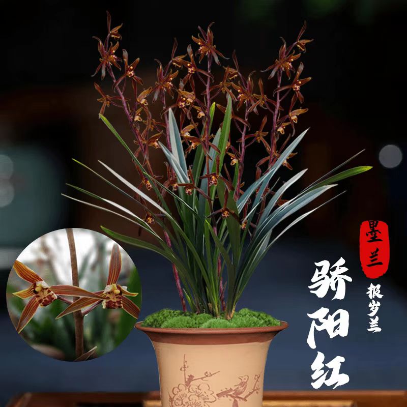 墨兰 春兰，春剑，建兰，寒兰，对标专享，花色艳丽，花清香淡雅