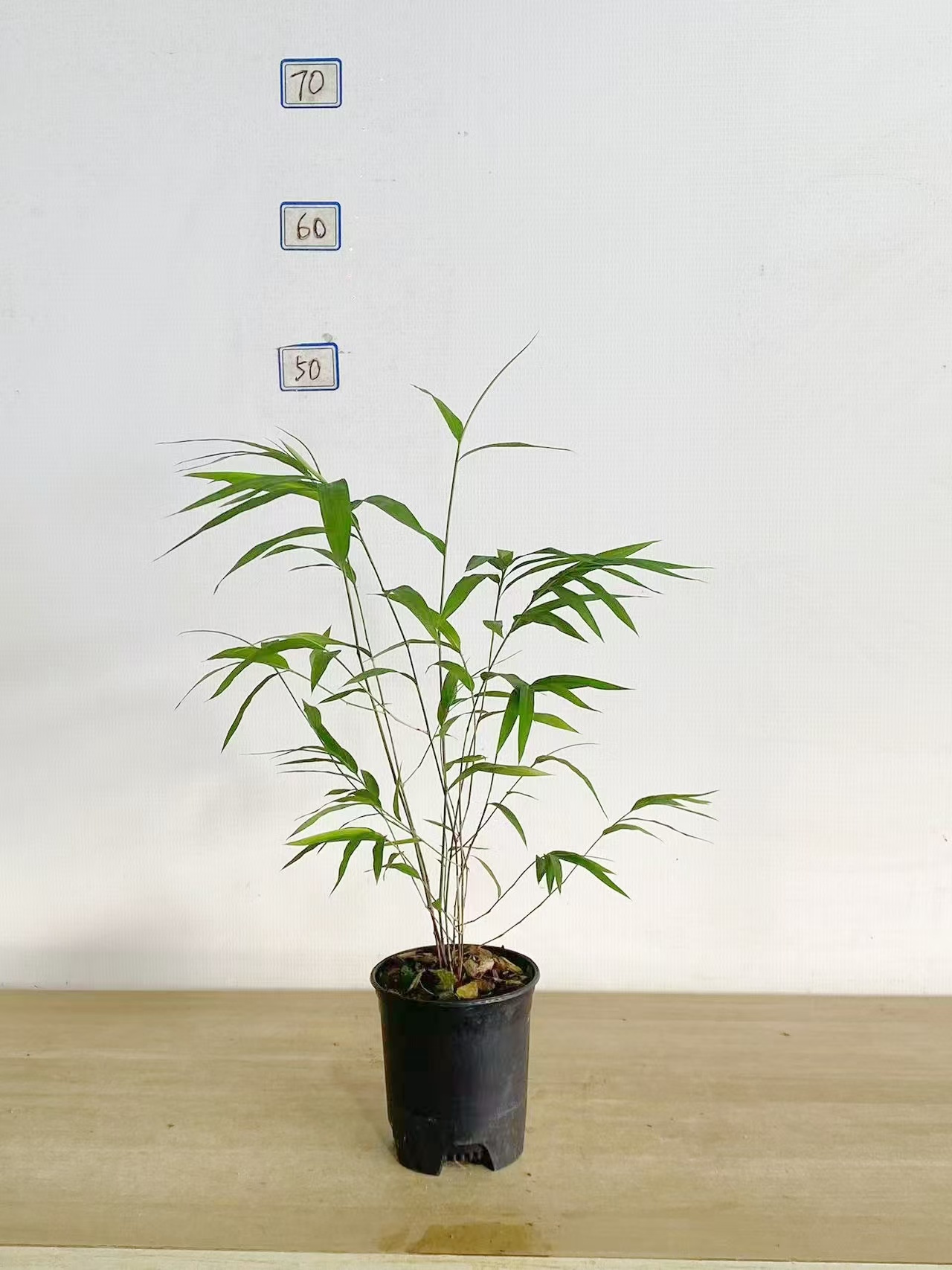 [直播间一物一拍]室内观赏内门竹绿植盆栽高雅茶台装饰植物