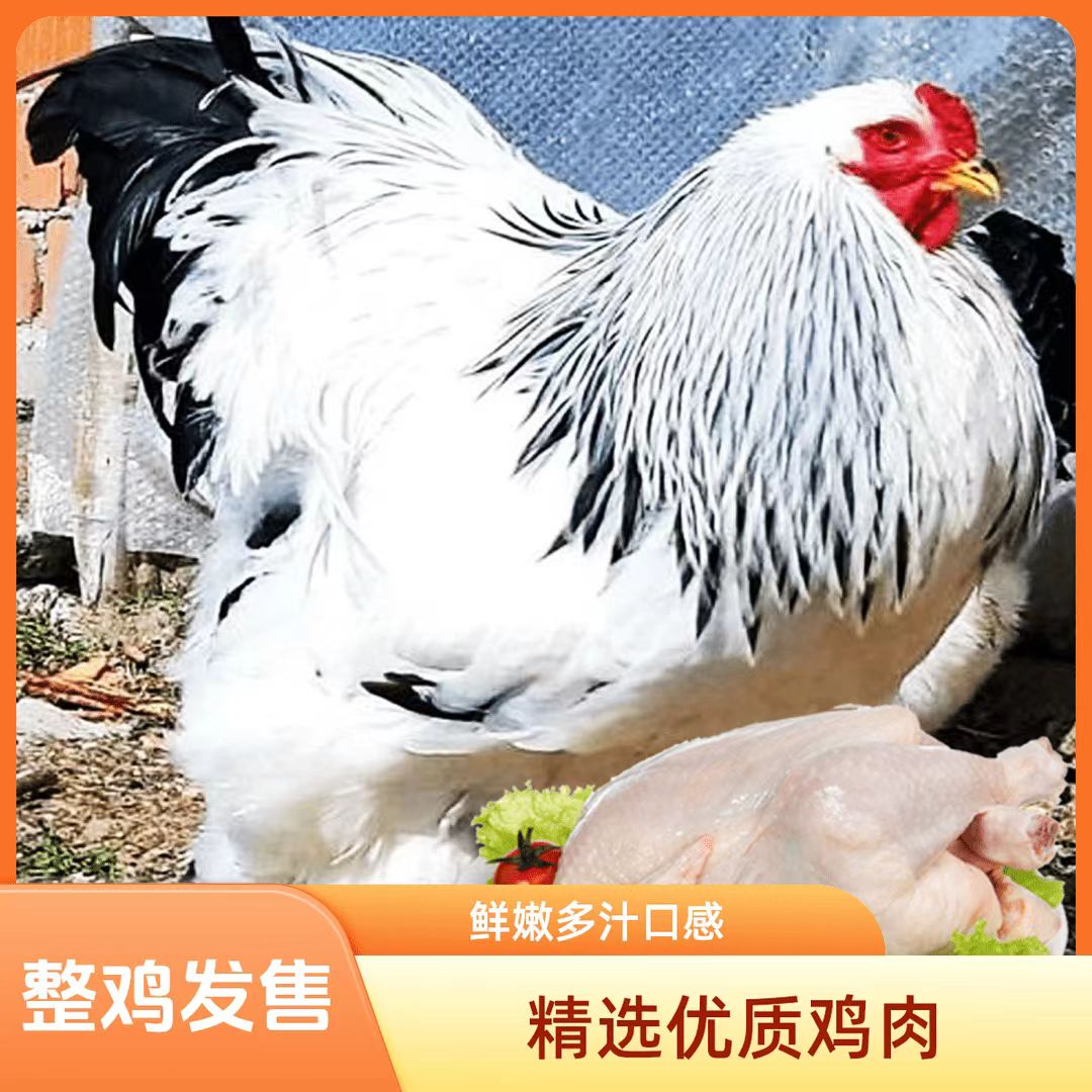散养黄油梵天鸡婆罗门鸡新鲜整鸡肉 五谷喂养  顺丰冷链