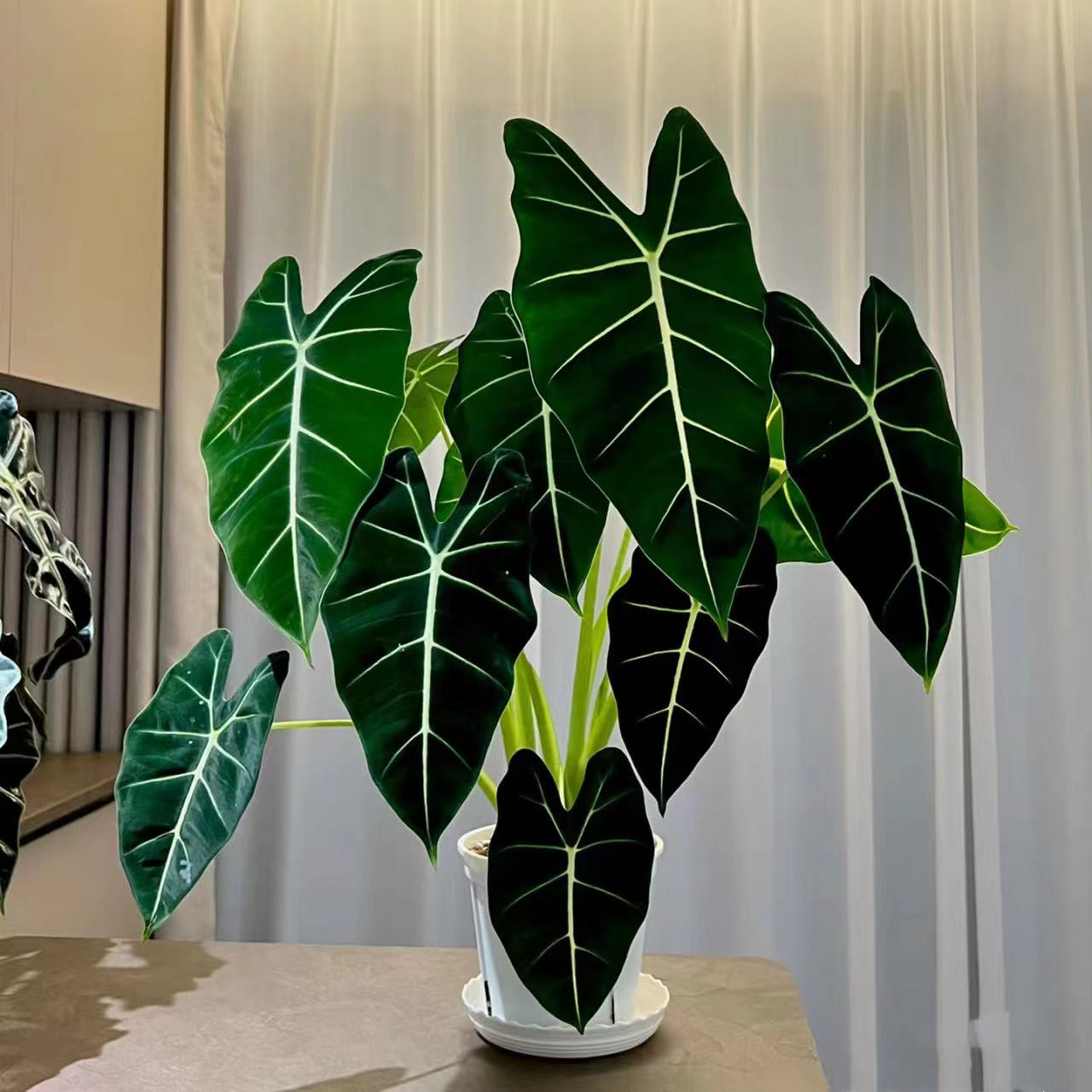  绿天鹅绒海芋进口稀有北欧室内观叶植物热带绿植盆栽好养