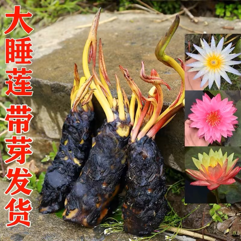 睡莲水培植物四季水养荷花水莲花盆栽花卉水池塘大睡莲根块带花苞