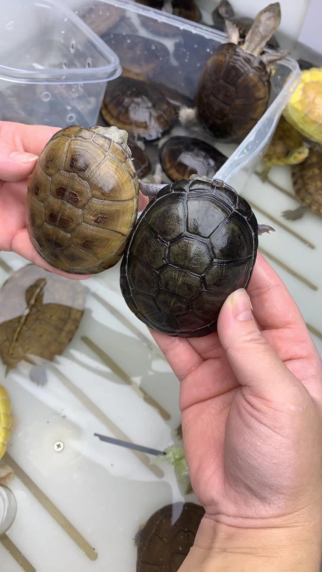 温度低地区加拍加温包琏接（直播间选龟链接勿拍）