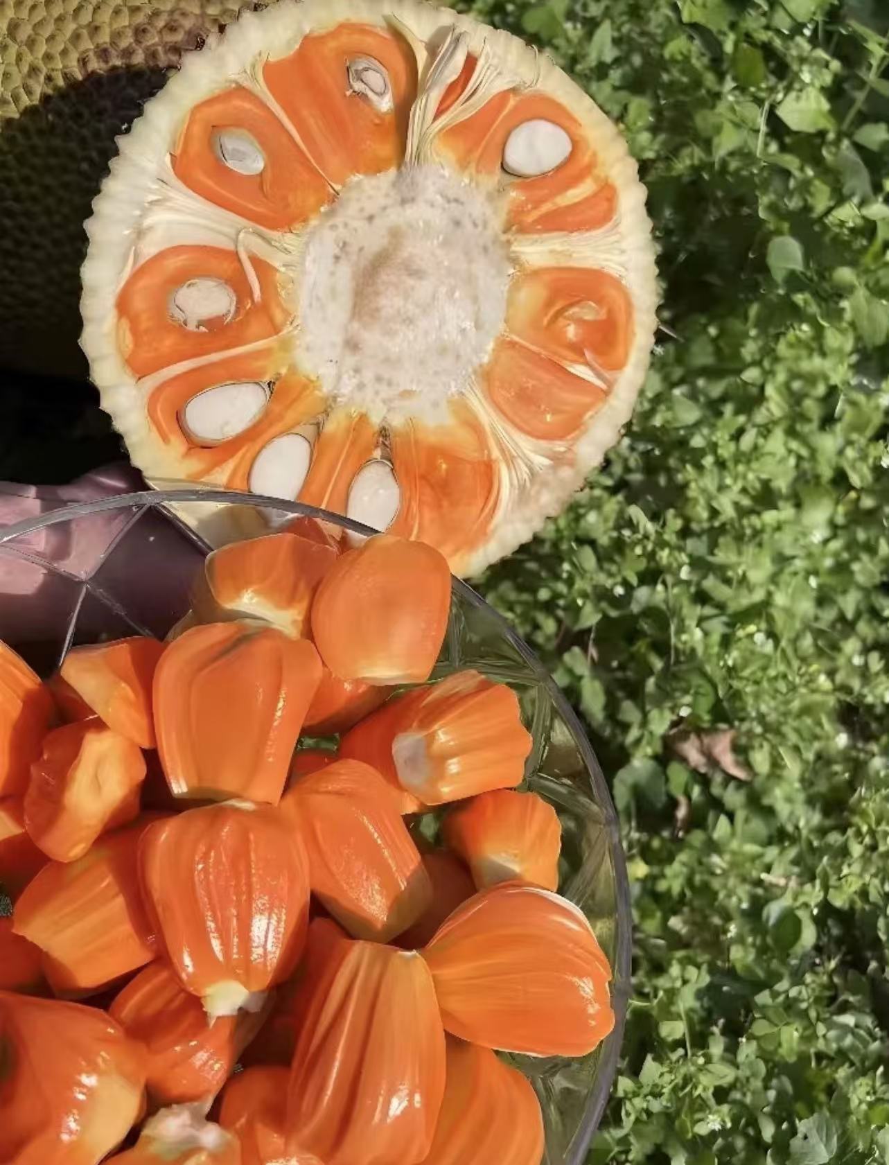 【壹壹生鲜同城配送】红肉波罗蜜