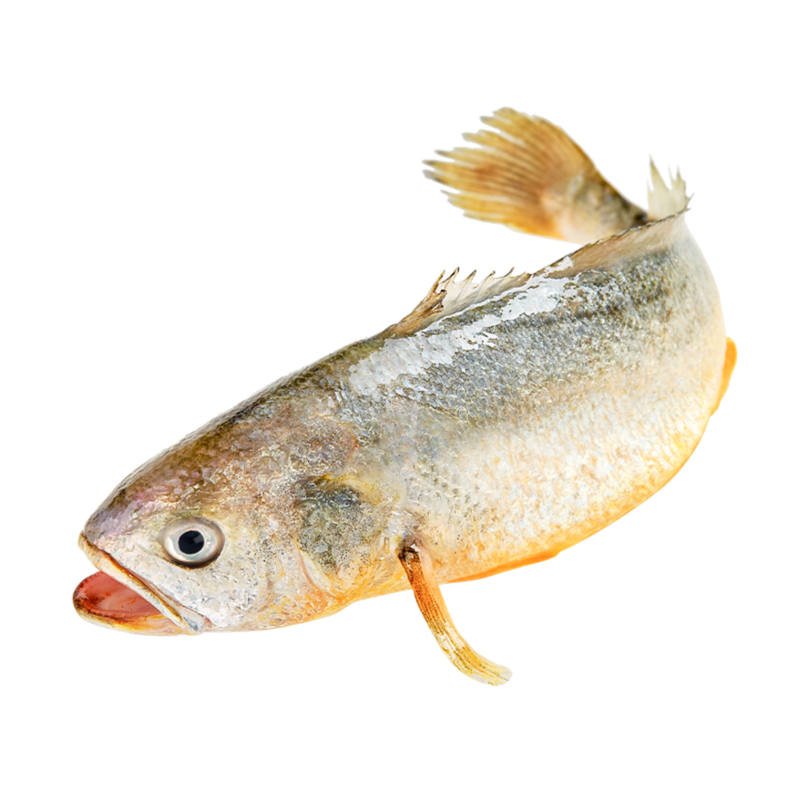 鲜活深海大黄花鱼黄瓜鱼400-500g/条（宰杀后失重约15%-25%）