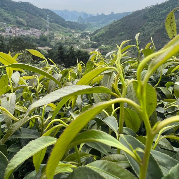 高山云雾石崖茶500g
