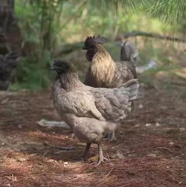 正宗瓦灰鸡 肉好吃肉质细嫩乌骨鸡