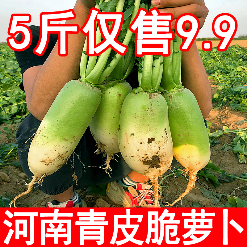 新鲜河南沙窝脆甜青萝卜生吃微辣农家自种蔬菜非潍坊水果炒菜绿色