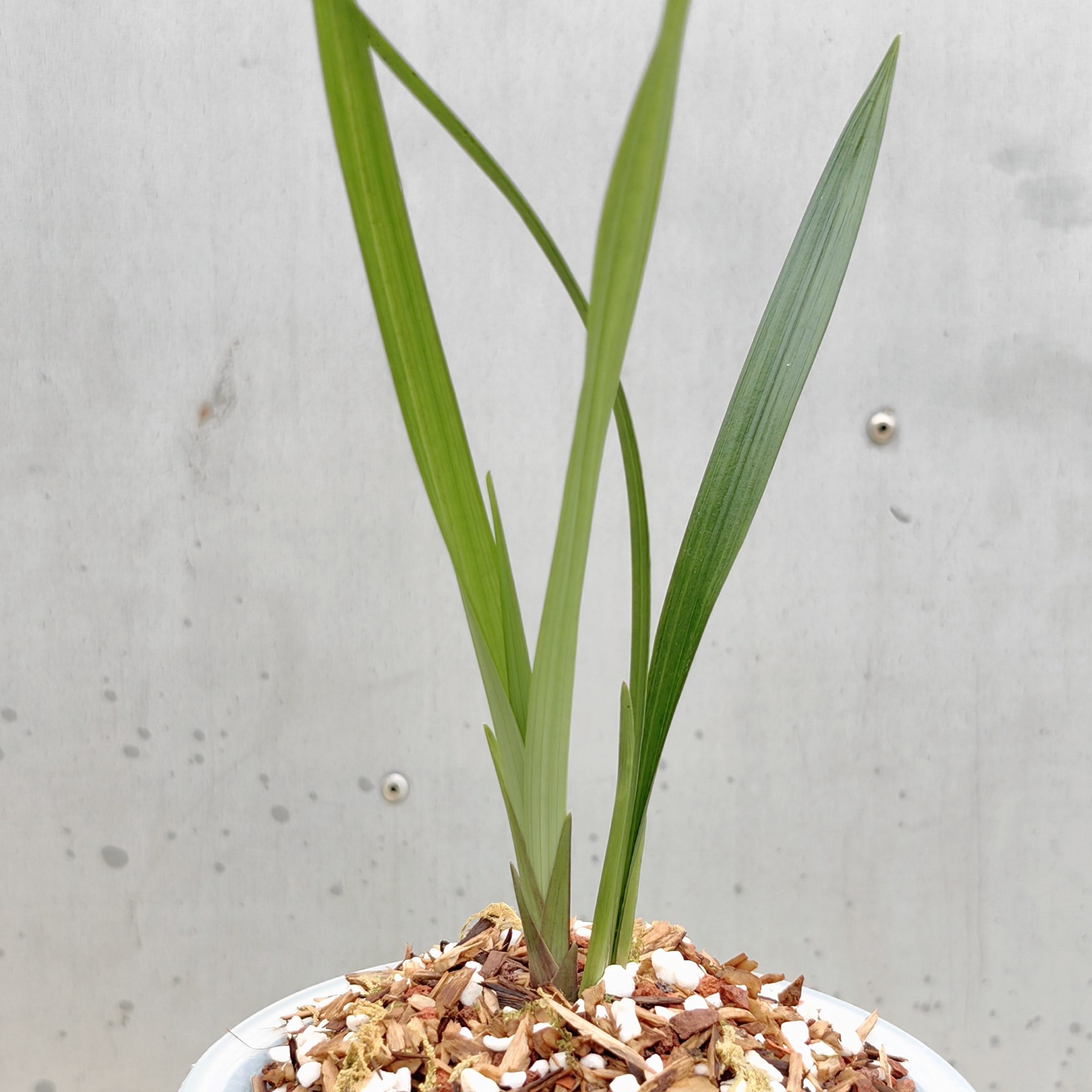 建兰：国魂（一物一拍）