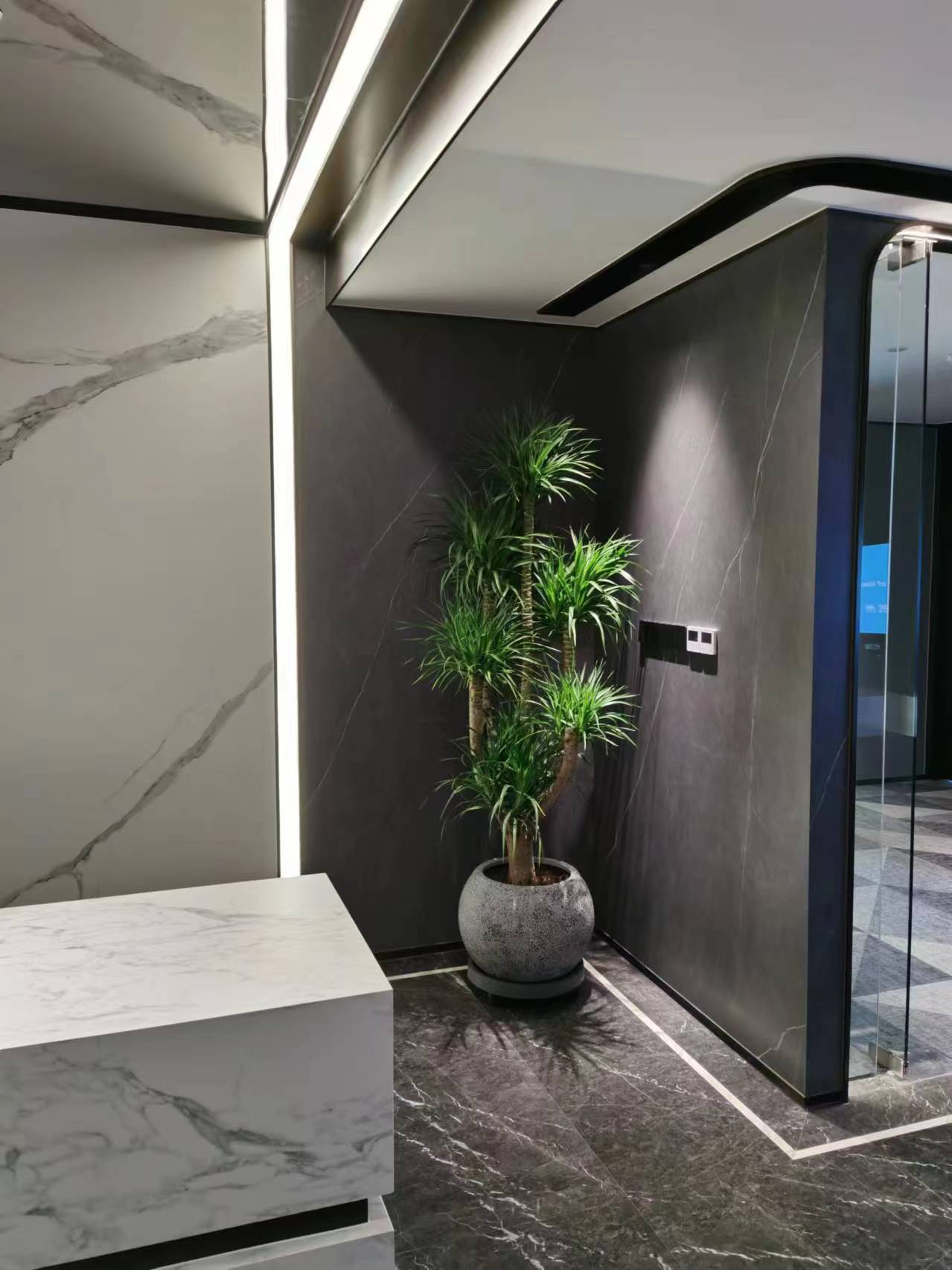 多杆老桩龙血树造型盆景室内客厅入户花园办公室绿植大摆件