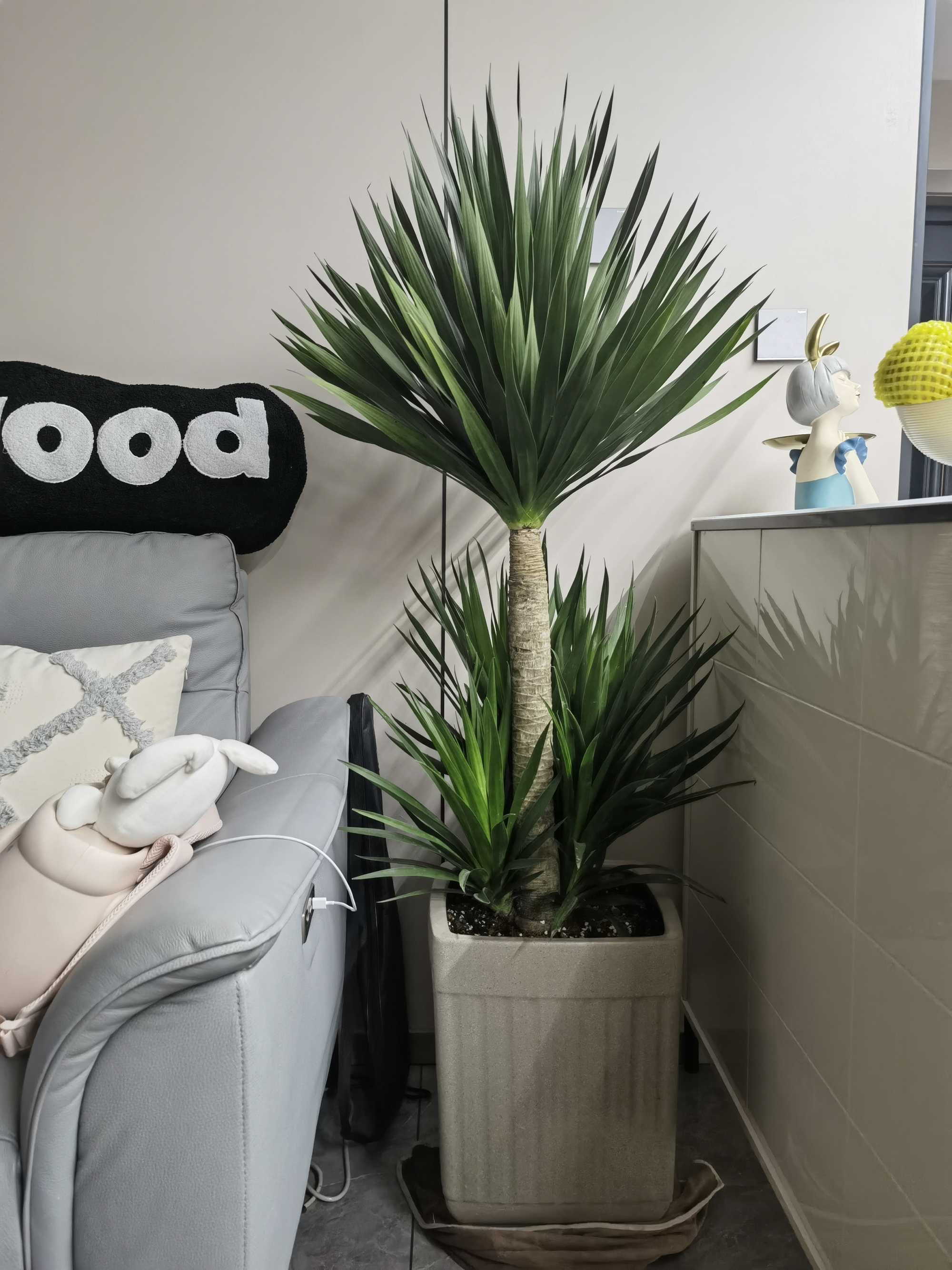 吸甲醛大王太空摆件铁龙血树室内大型绿植盆栽客厅办公室高端盆景