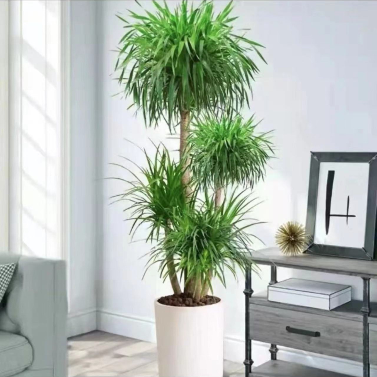 龙血树多头造型绿植办公室客厅室内盆栽