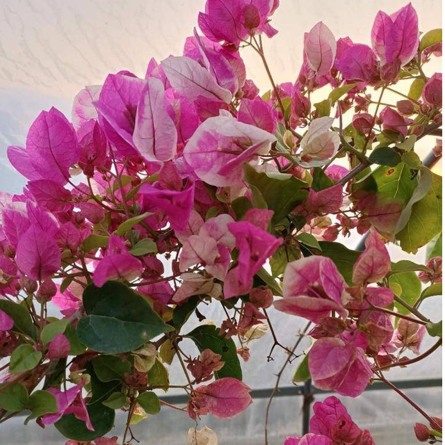 【一间三角梅园艺】直播间一物一拍链接赏花观叶爬藤院栽地栽花卉植