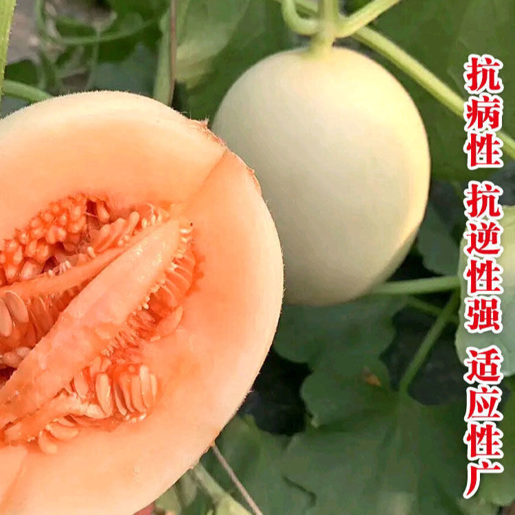 东方蜜一号甜瓜种子甜瓜种籽北方南方冰糖羊香瓜种子四季