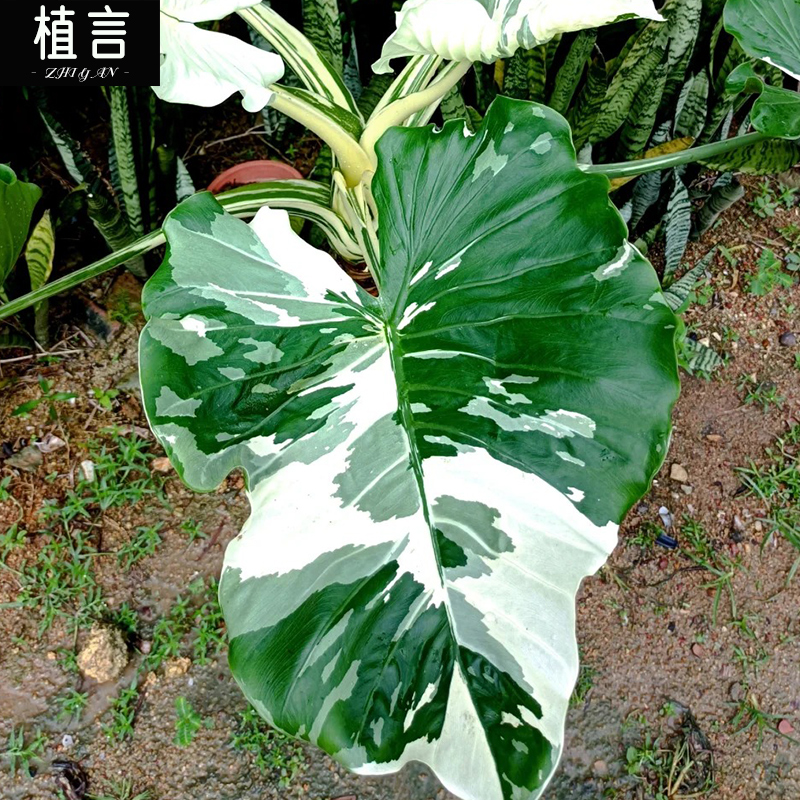 亚热带冲绳银海芋高颜值绿植