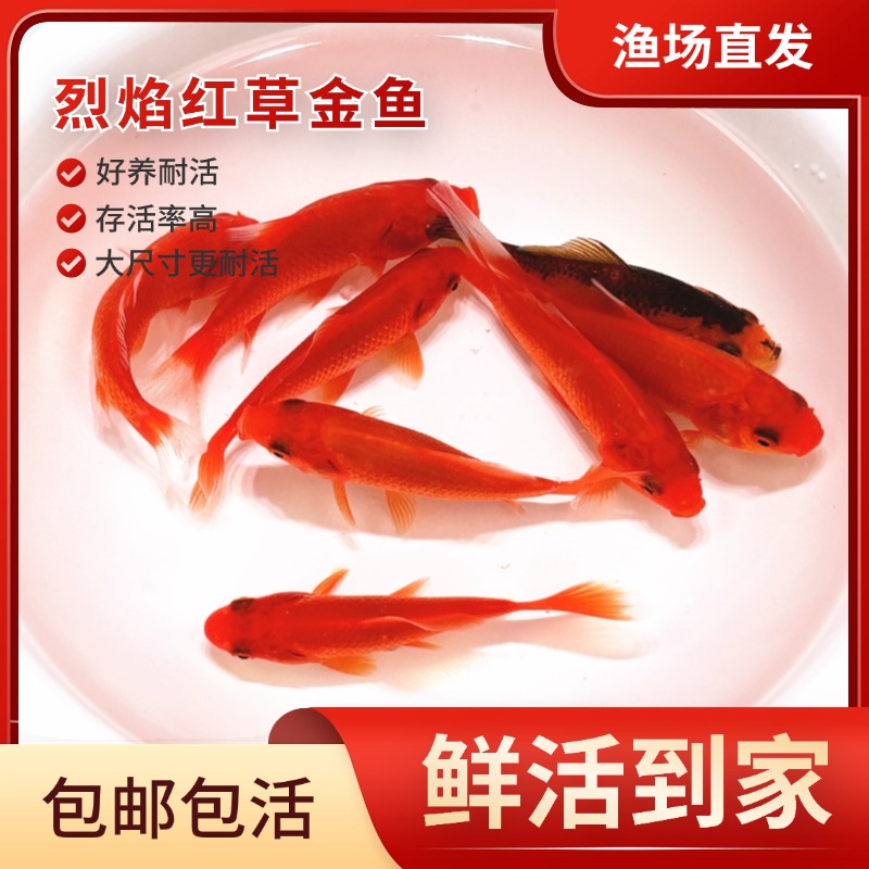 【8-10厘米9条】精品烈焰红草金鱼鲜活金鱼水族观赏鱼活体
