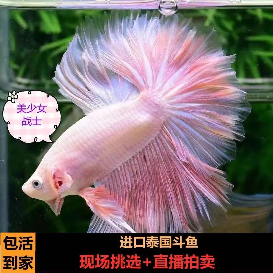 101-200号泰国斗鱼活鱼小型热带鱼饲养五彩半月观赏鱼「超萌好物」