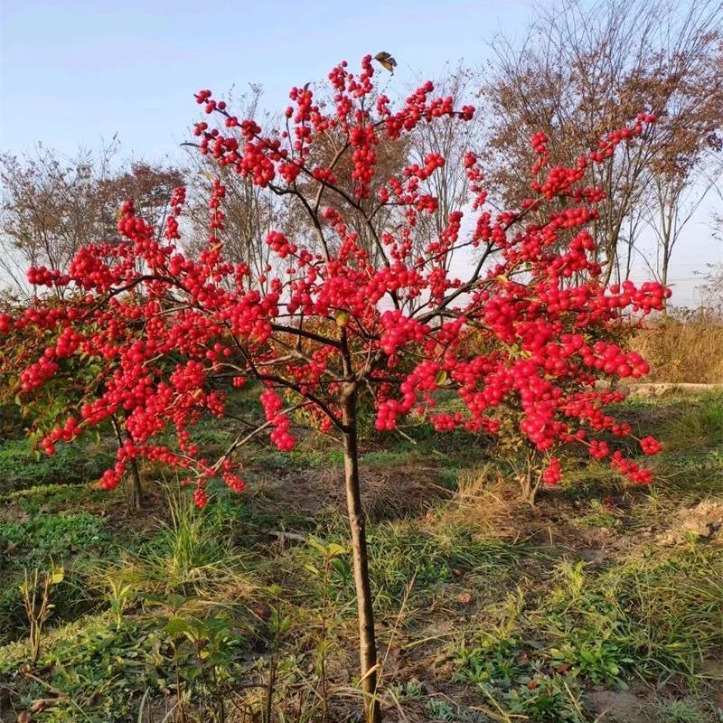北美冬青老桩耐寒年宵花红果盆栽花卉基地直发室内庭院招财