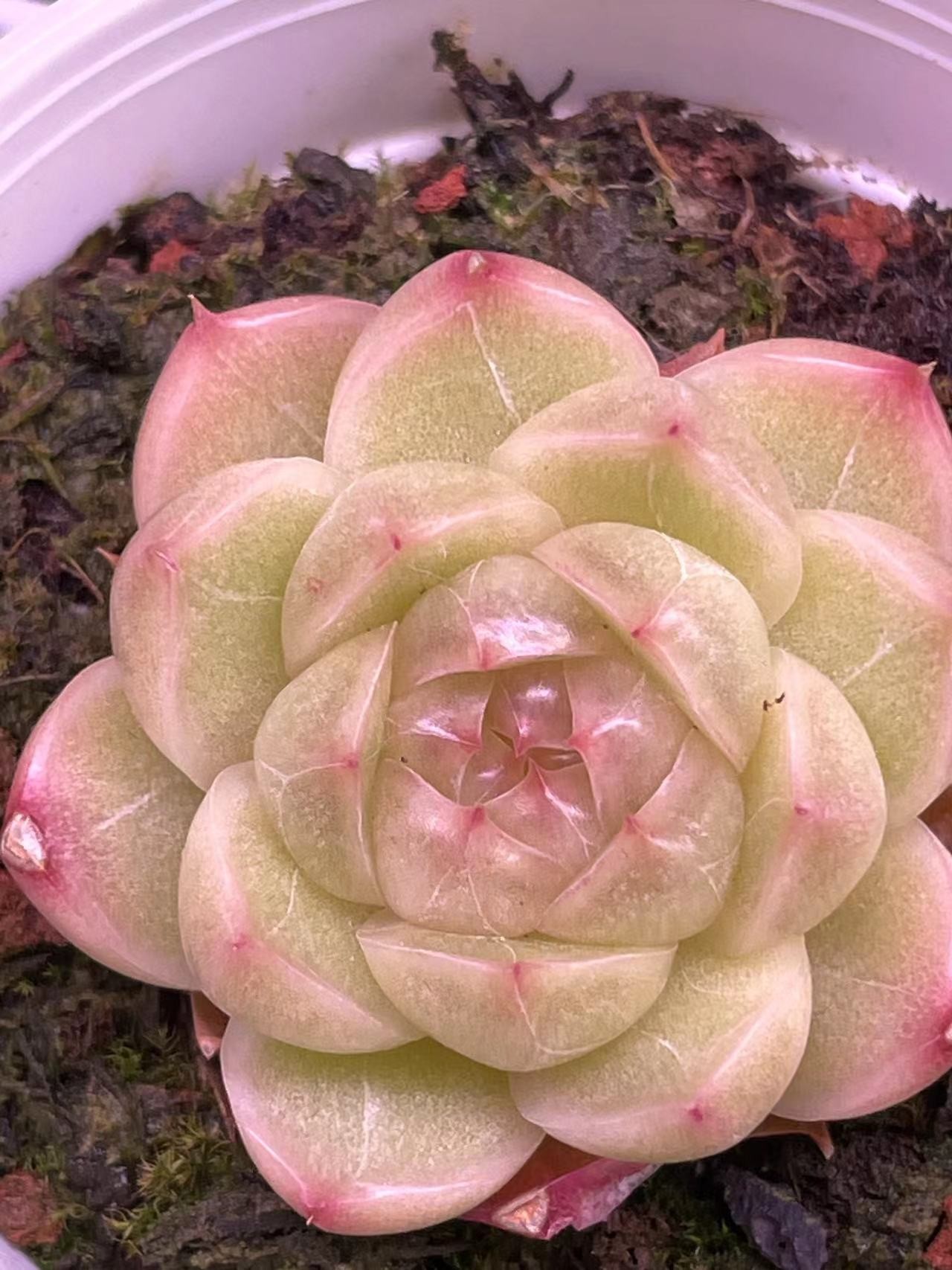 6.5厘米盆口径精控多肉   201-300   默认带盆土发货