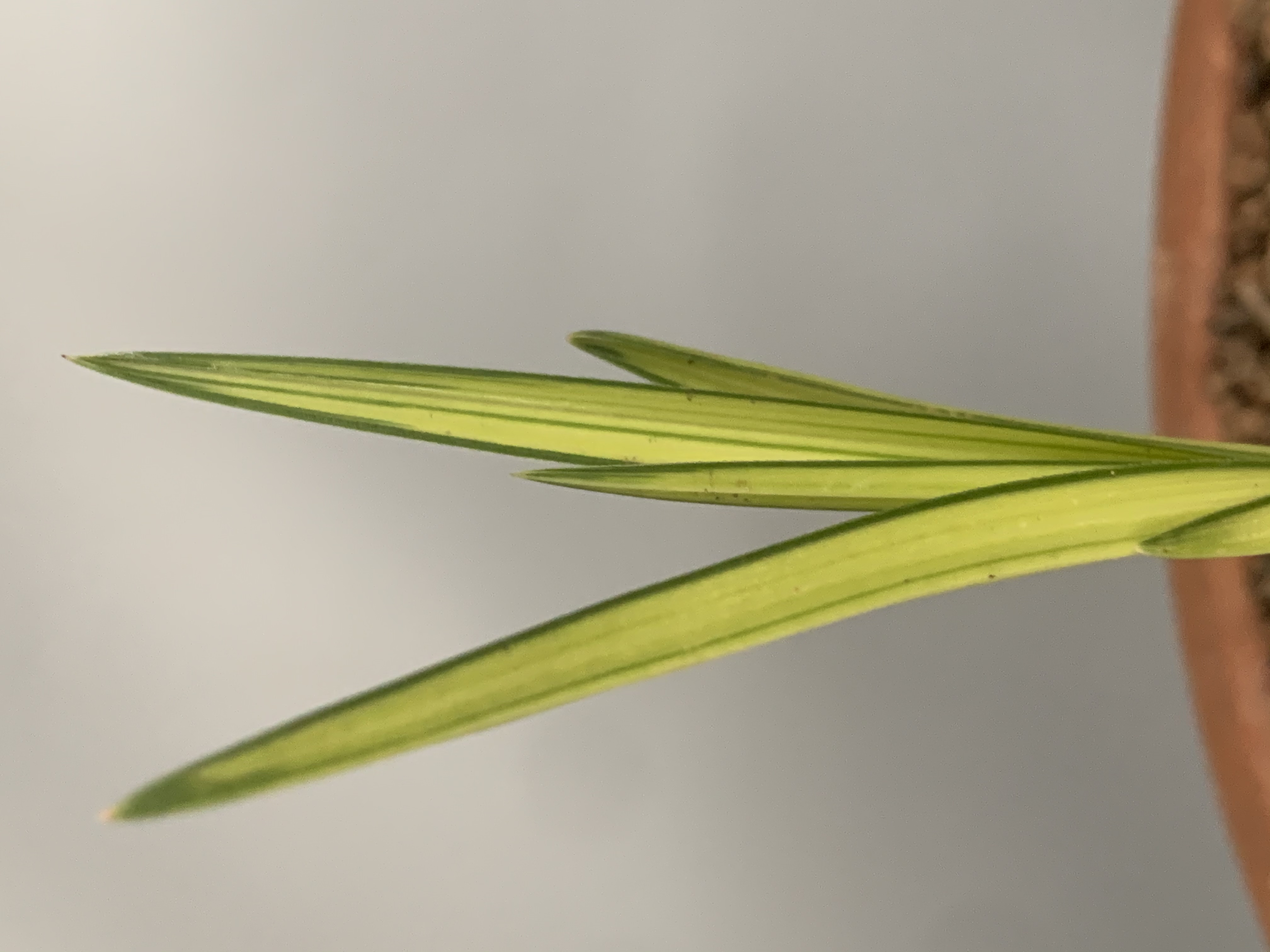 兰花素材2（小店付款专用，自拍无效）