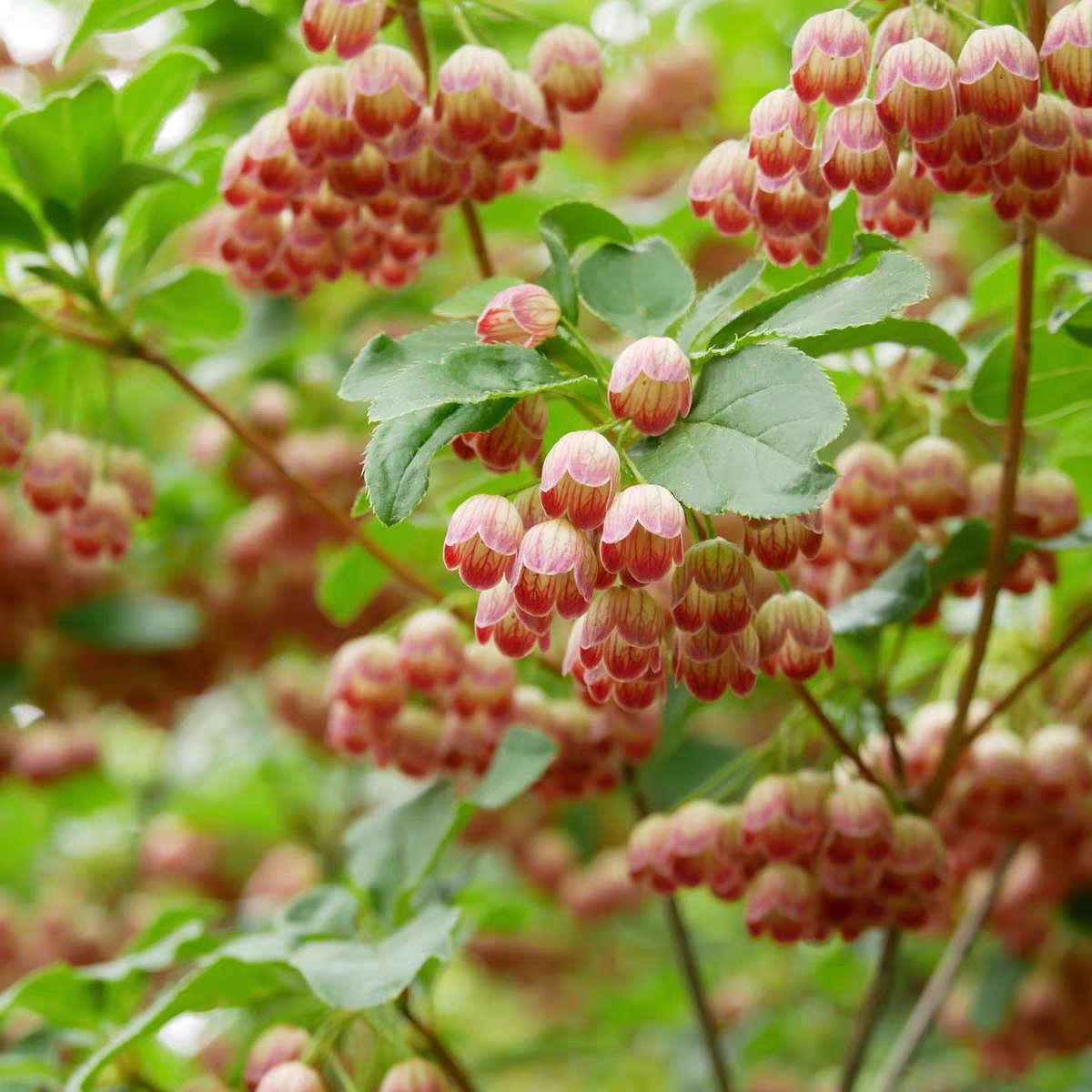 精美绿植.吊钟花.马醉木.盆栽 一物一拍