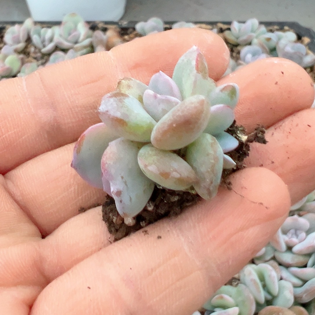 小*菜啊石榴籽星影小树福利