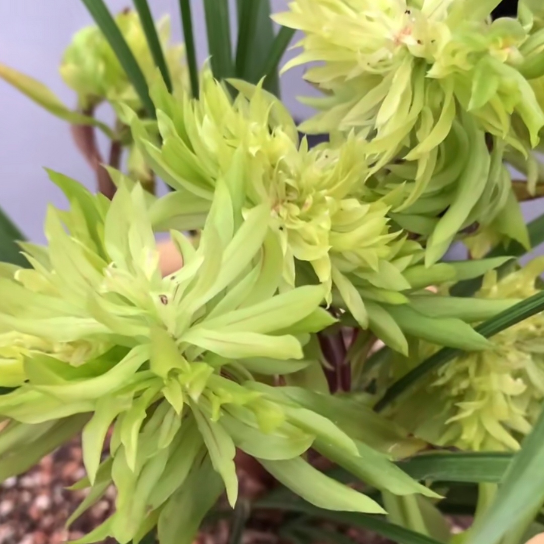 春剑铭品：大唐盛世浓香奇花细叶带花苞原盆