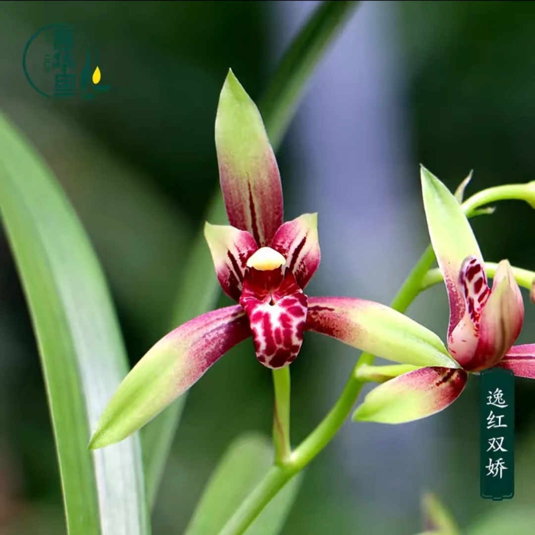 建兰铭品：逸红双娇小国魂带花苞裸根