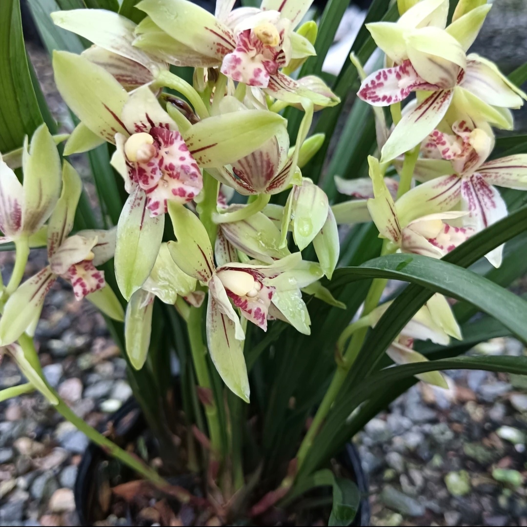 建兰：花蝴蝶花期6-11月