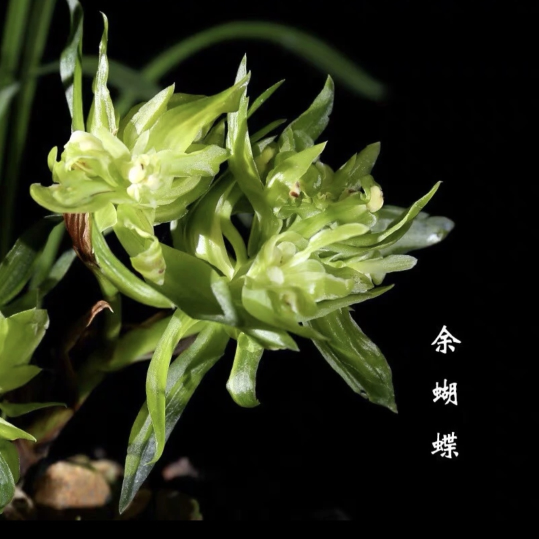 春兰老品种：余蝴蝶奇花浓香原盆