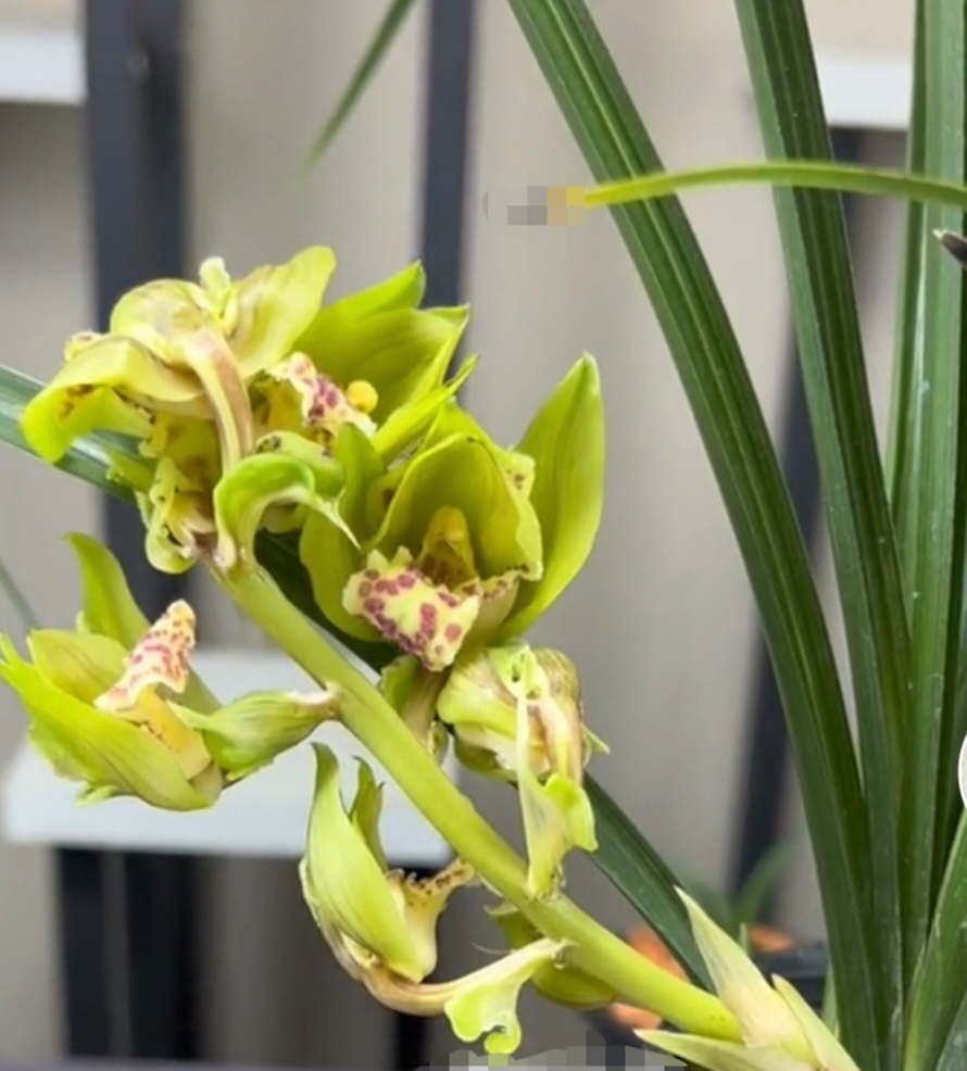 蕙兰奇花：五褔圣蝶奇花浓香原盆