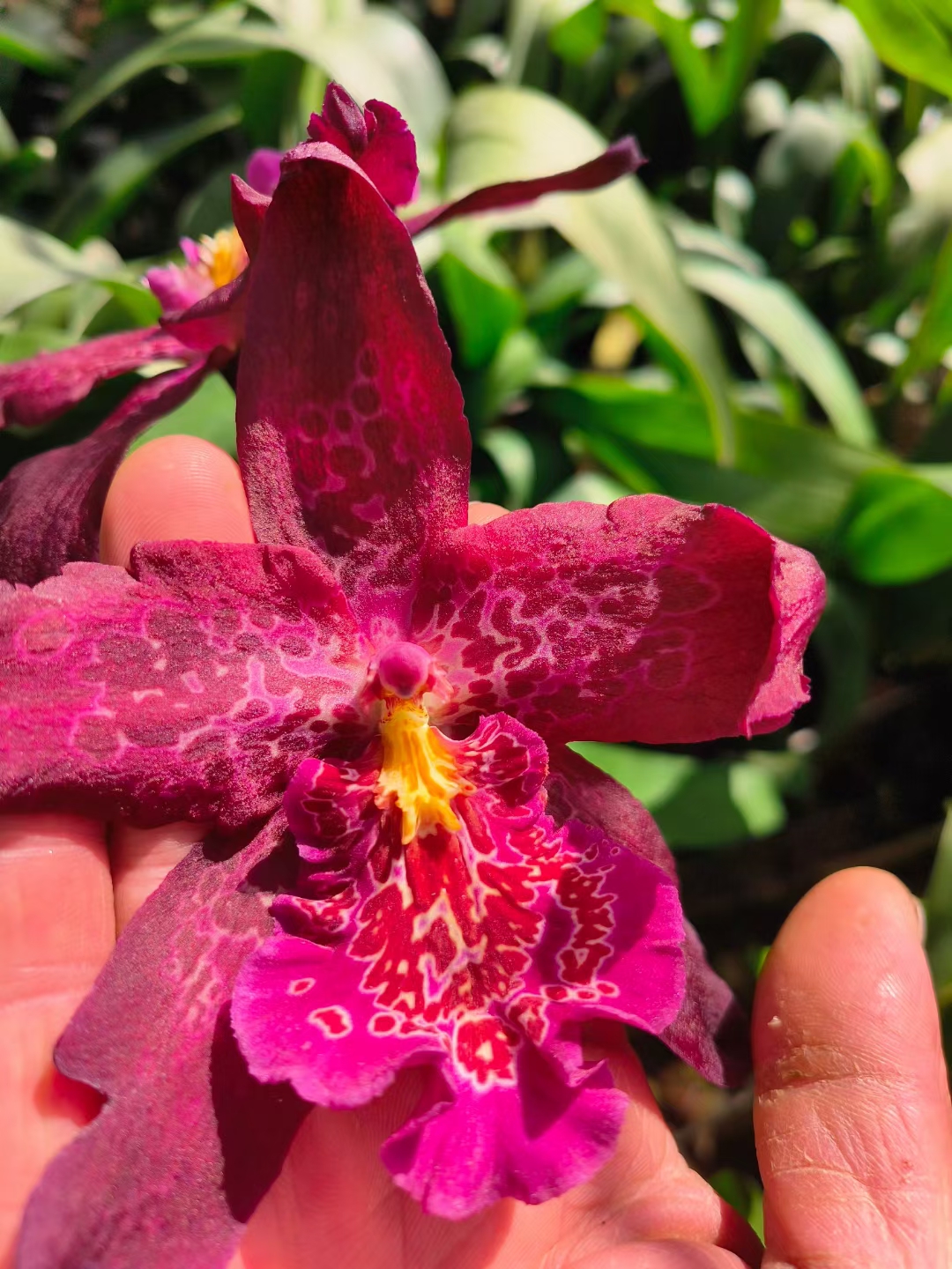 文心兰红狐狸可室内室外养植发苗快花期长净化空气主要链接大花