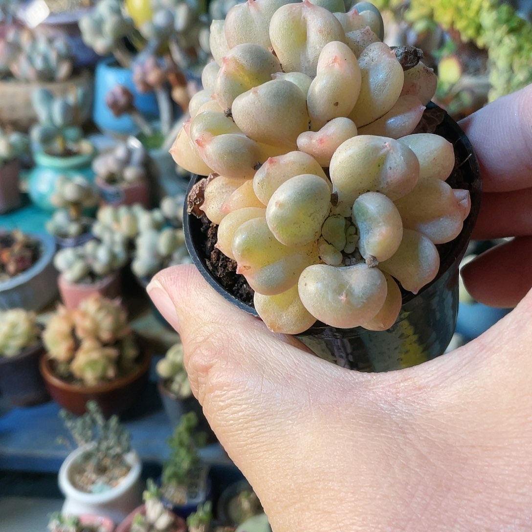 零****?多肉植物的生长发育与生长