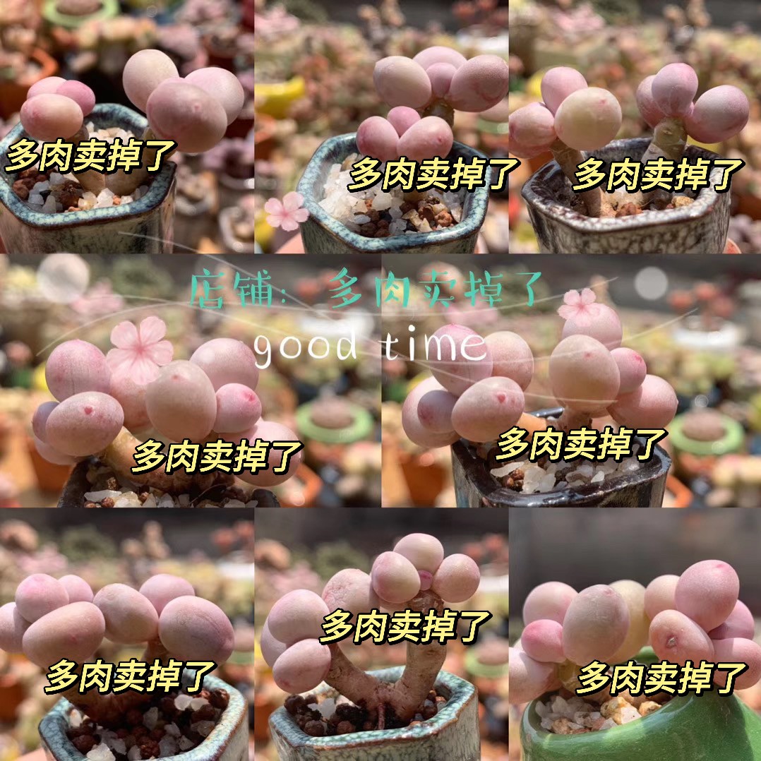 精品彩虹奶酪粉奶酪红宝石奶酪蛋黄奶酪水光针奶酪精品多肉