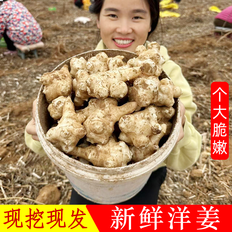 新洋姜现挖现发新鲜鬼子姜菊芋姜不辣10斤腌咸菜泡菜脆嫩3/5斤