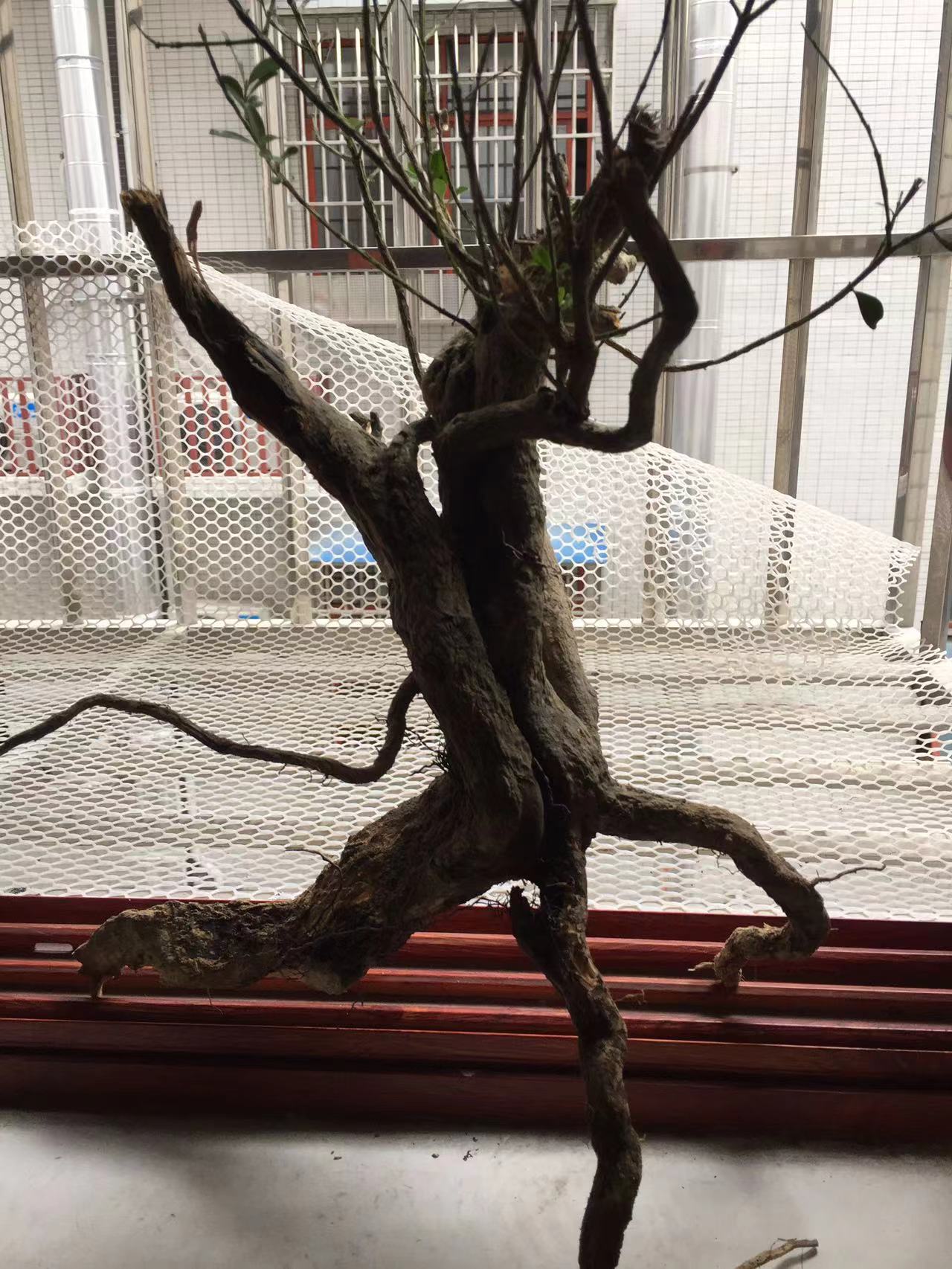 大自然野生老庄雀舌黄杨