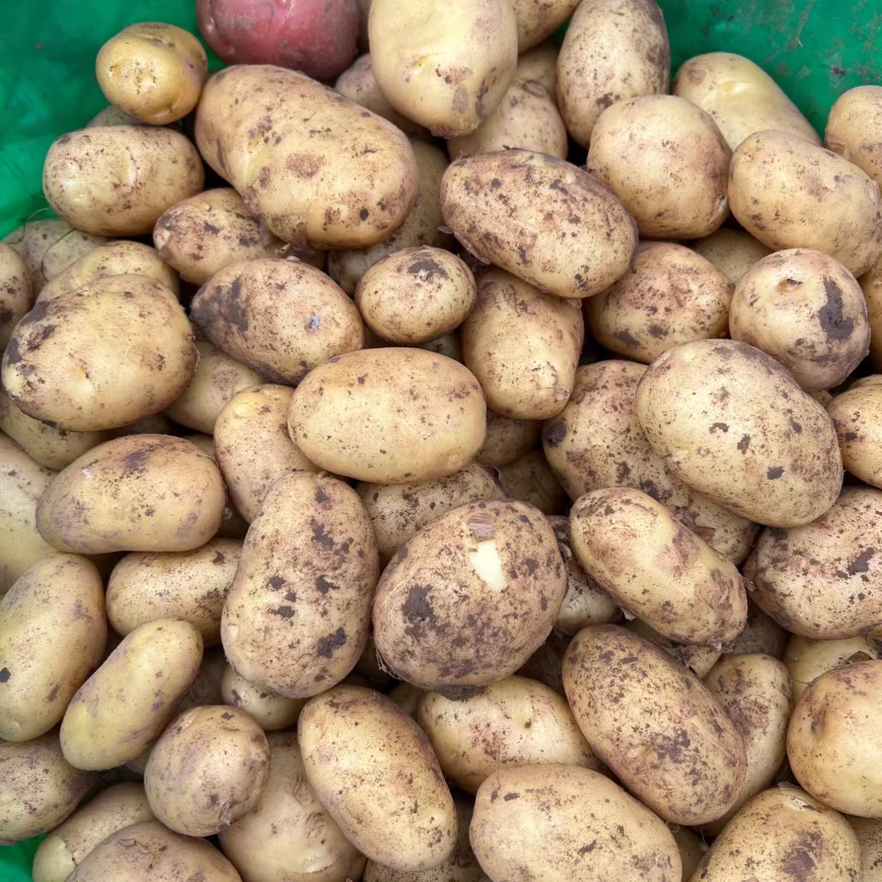 重庆农家土豆带箱5-10斤装