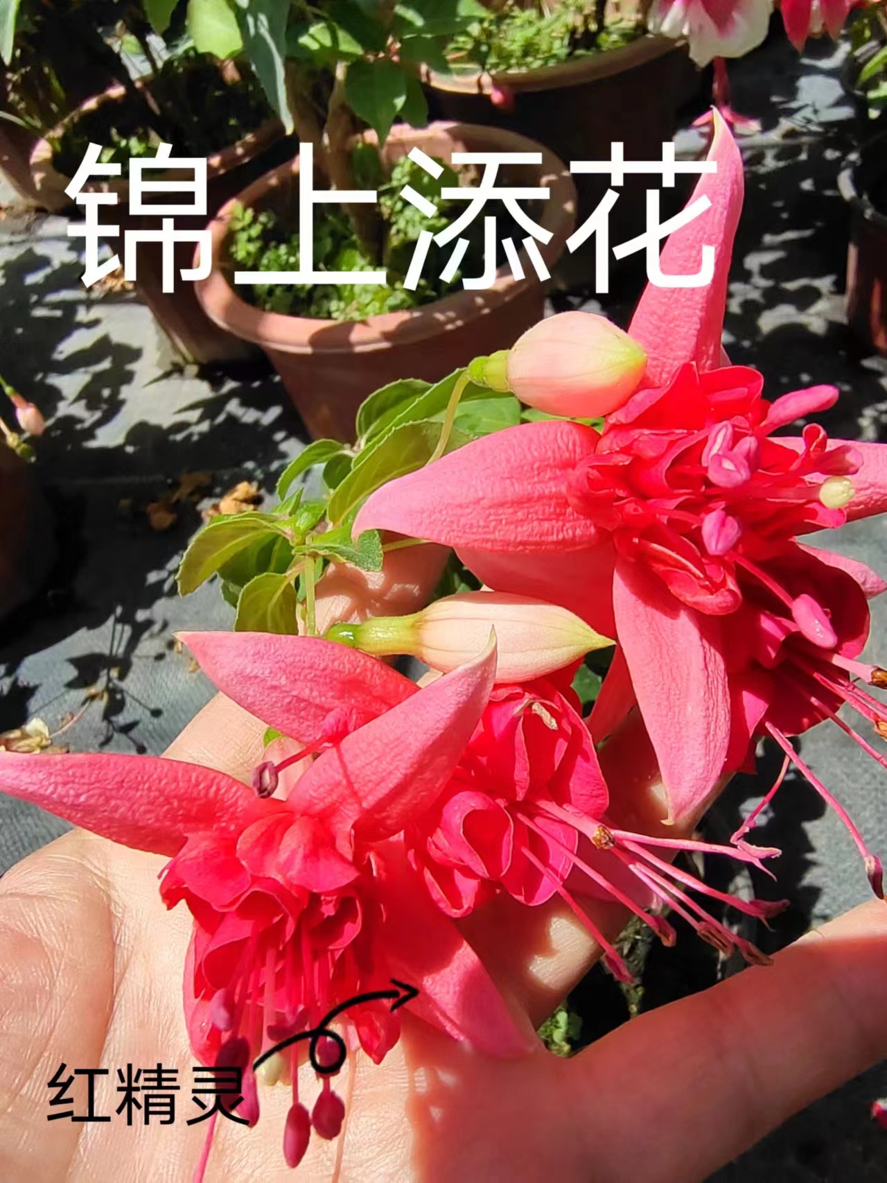 倒挂金钟棒棒糖盆栽，一年多中苗，任意品种选三颗，新疆西藏不包邮