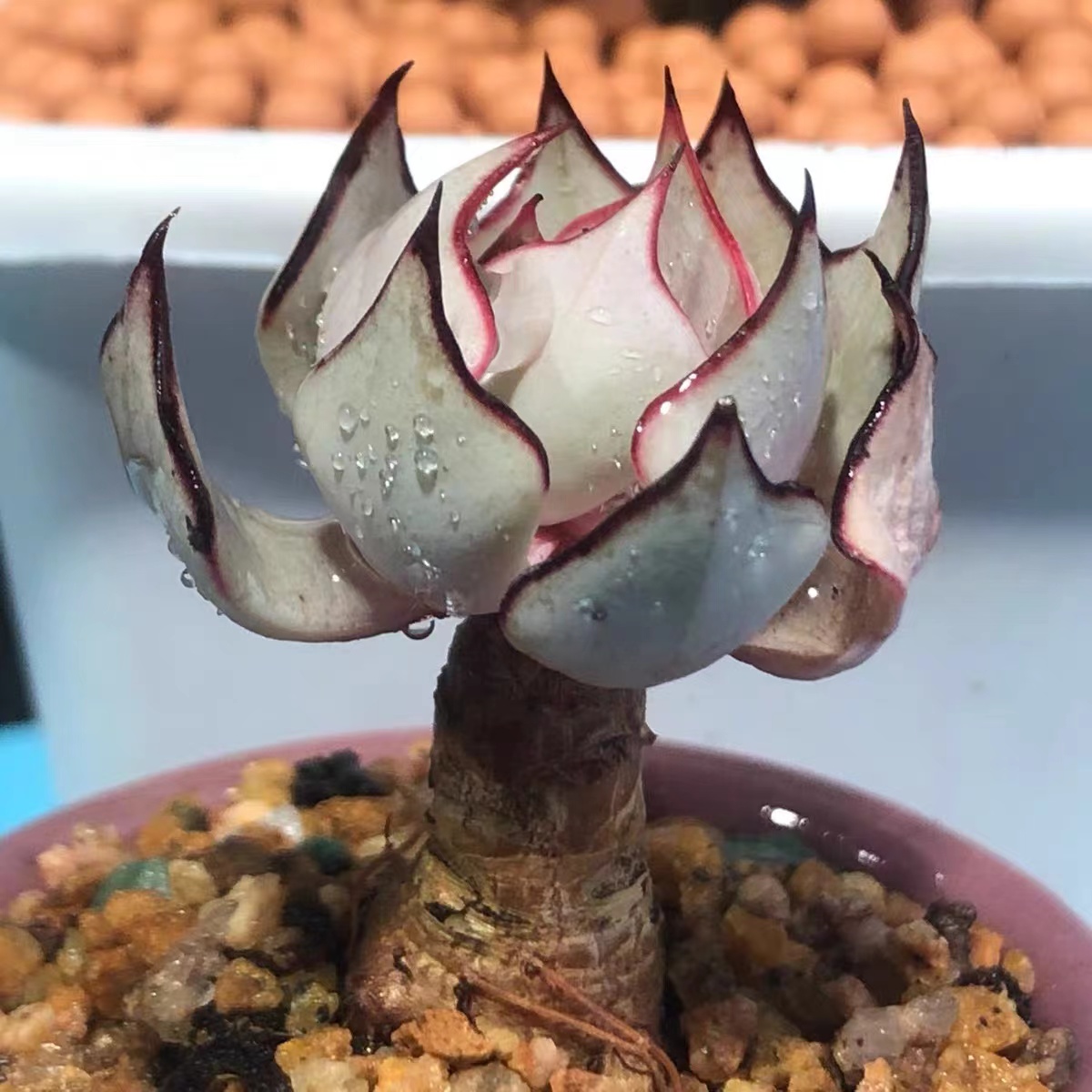 剑司诺娃多肉植物剑斯诺娃迷你盆栽出色度好肉肉植物特价四季包邮
