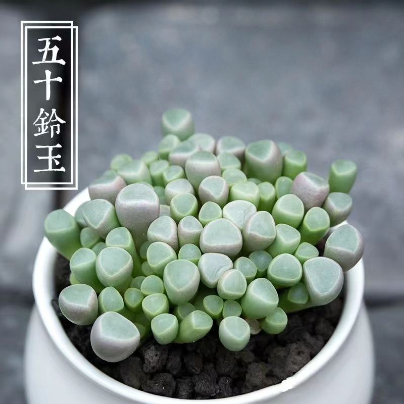 五十铃玉阳台小萌物肉肉植物吸甲醛新手好养活肉群生多头多肉植物