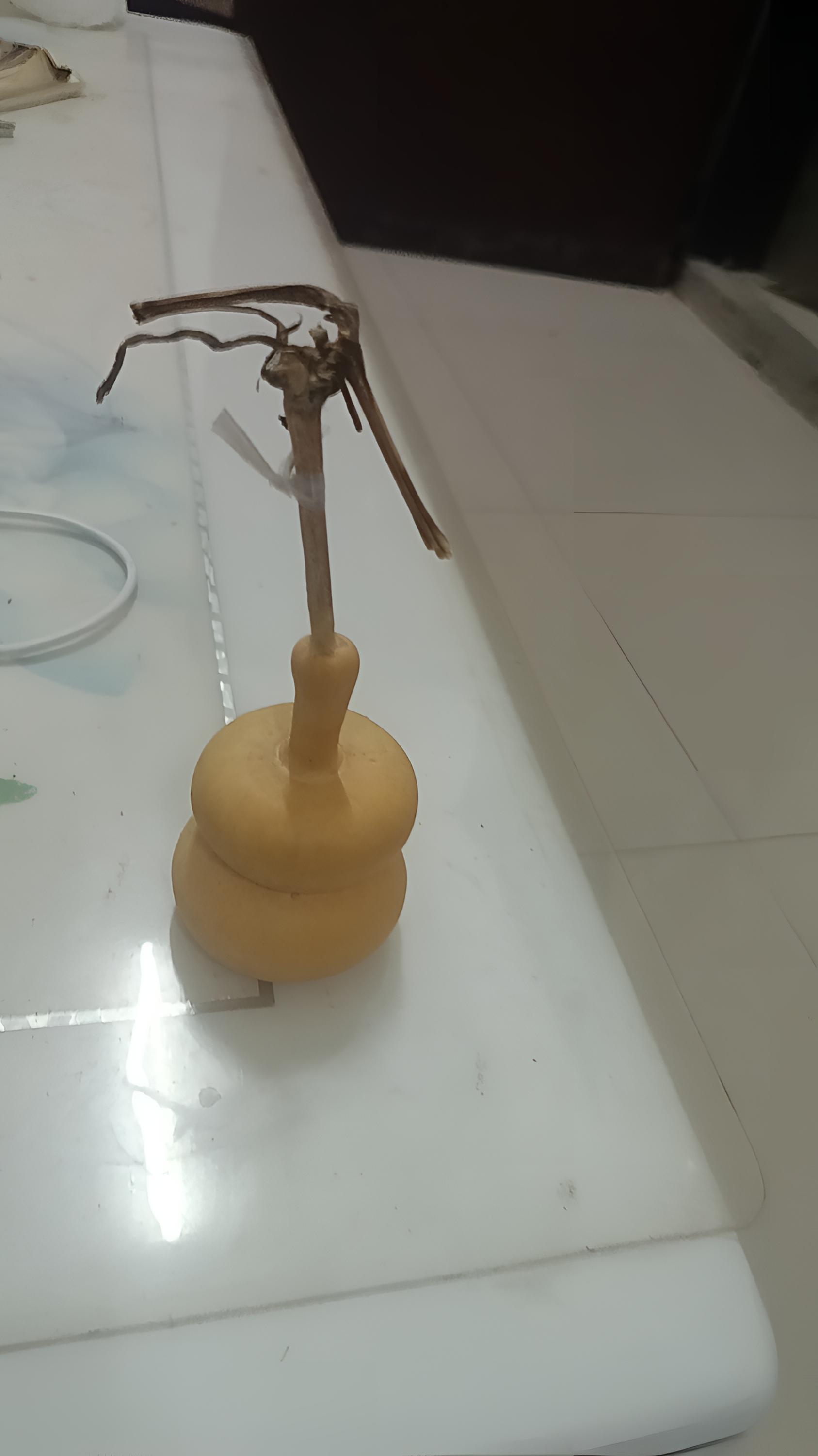 天然葫芦不容错过