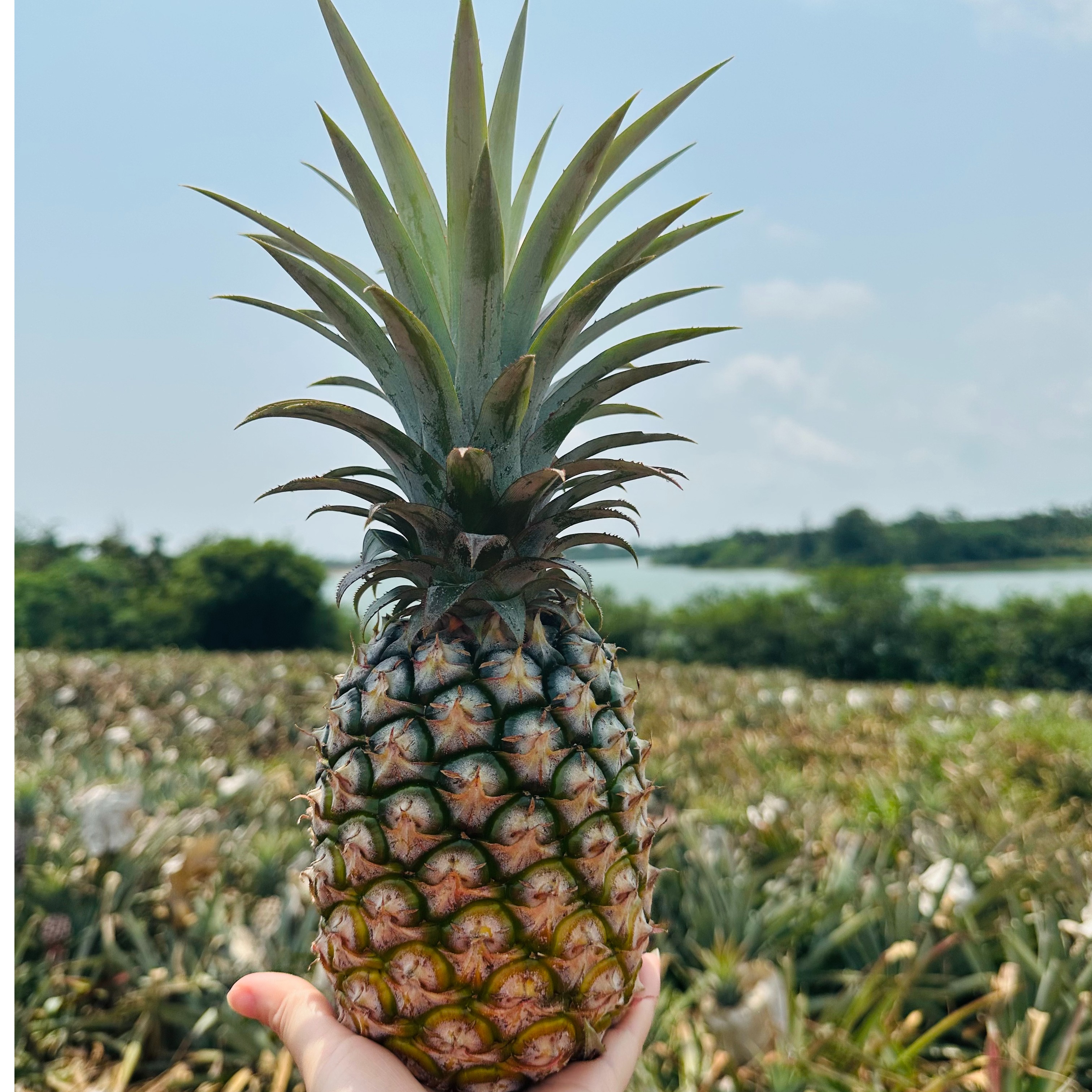 海南万宁金钻凤梨-精品中大果削皮即食水果直发助农南方
