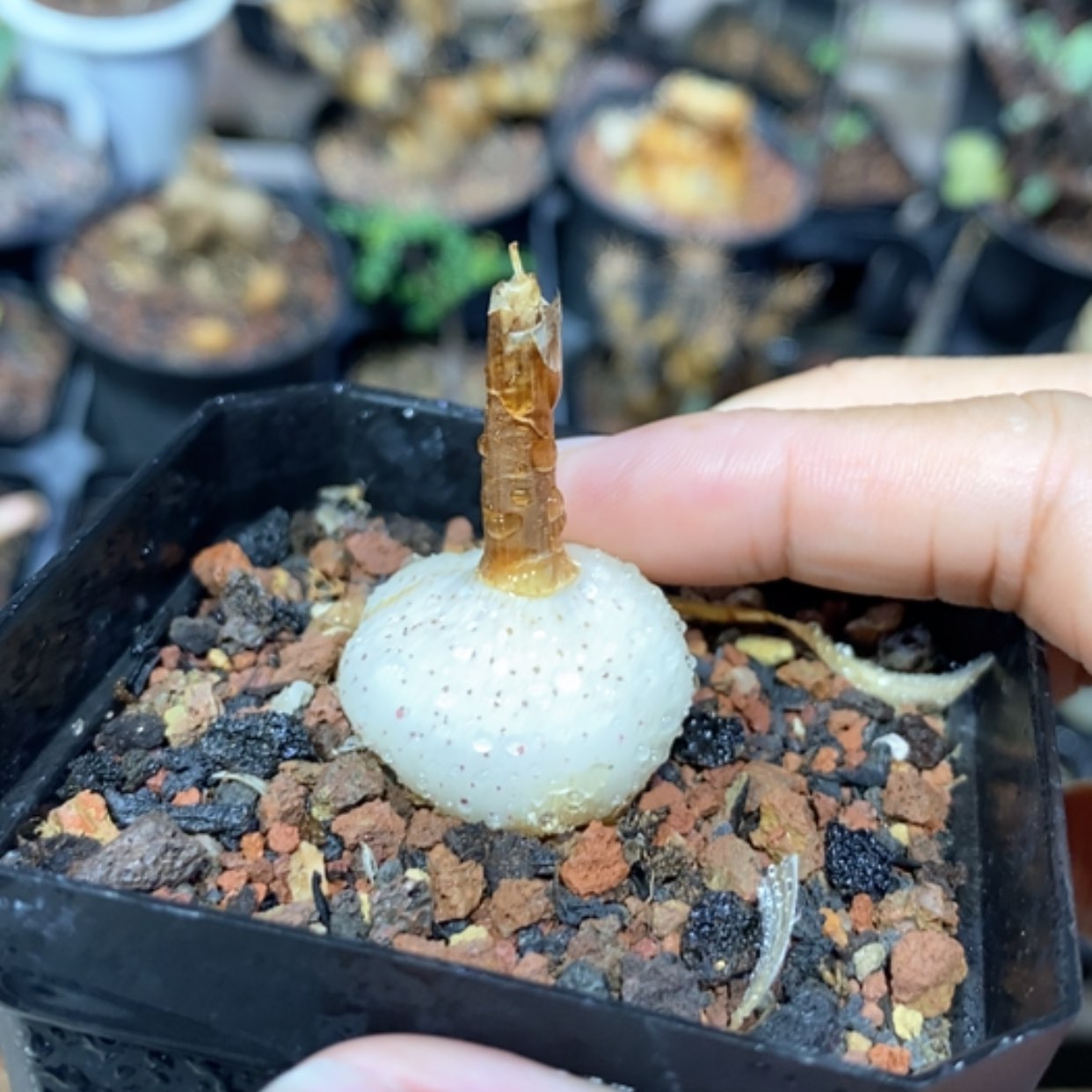 【闪购商品】GV 眼睫毛弹簧草
