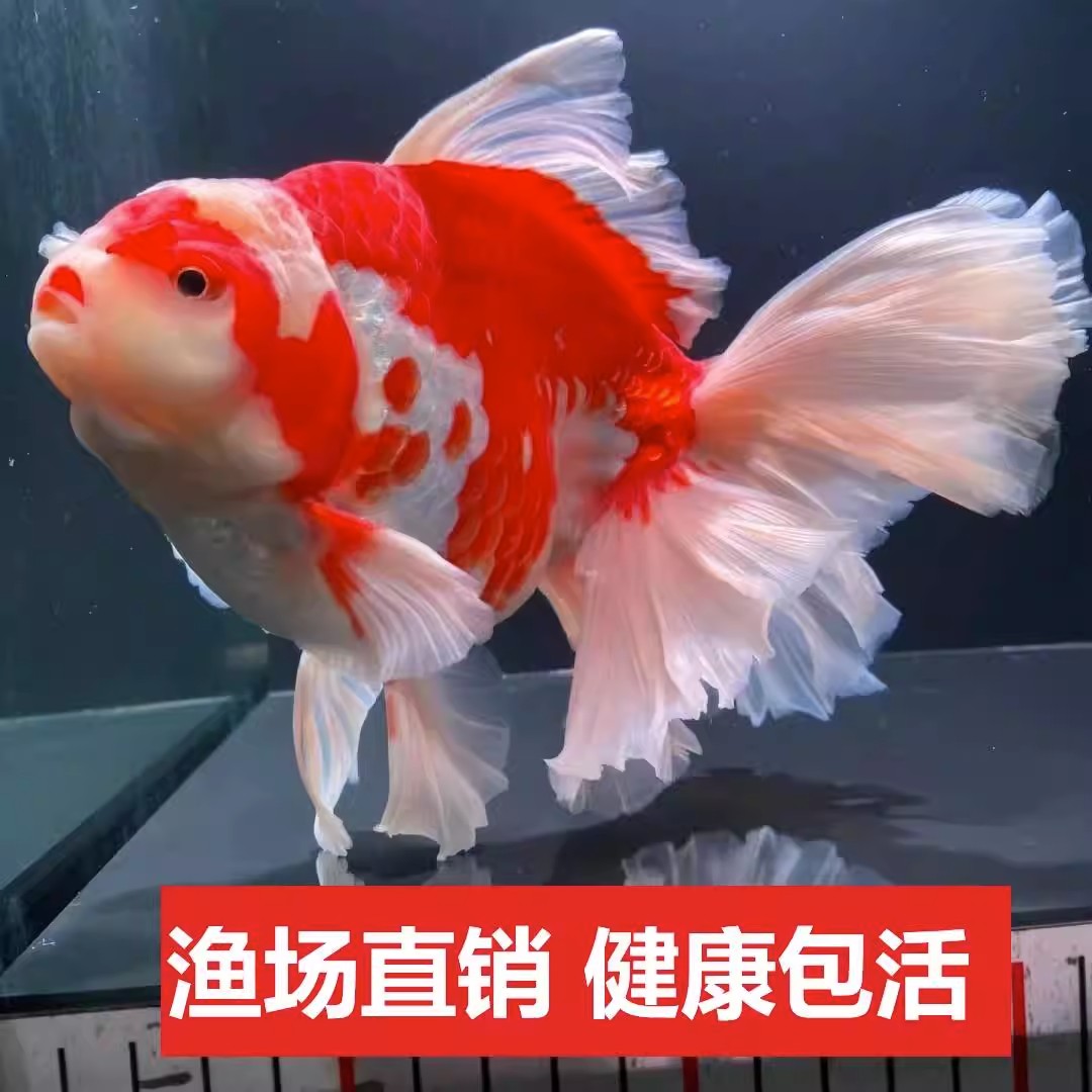 【直播链接】精品百褶黑泰狮红泰狮金鱼活体冷水观赏鱼小鱼苗