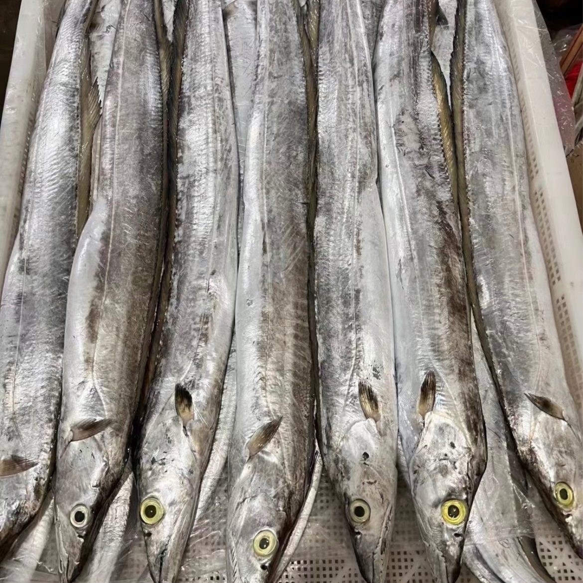 宁波小眼带鱼|海鲜带鱼同城送