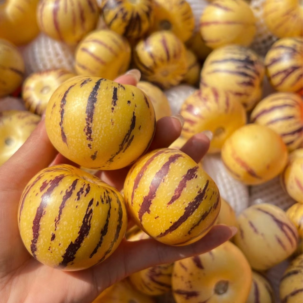 人参果（小果）｜甜度好好，汁水好足～