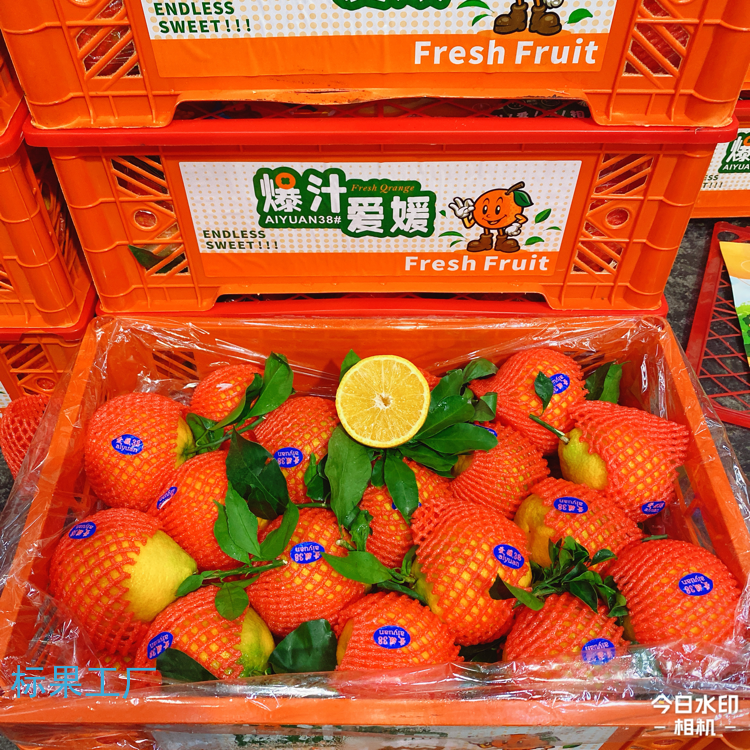 云南爱媛果冻橙云南省