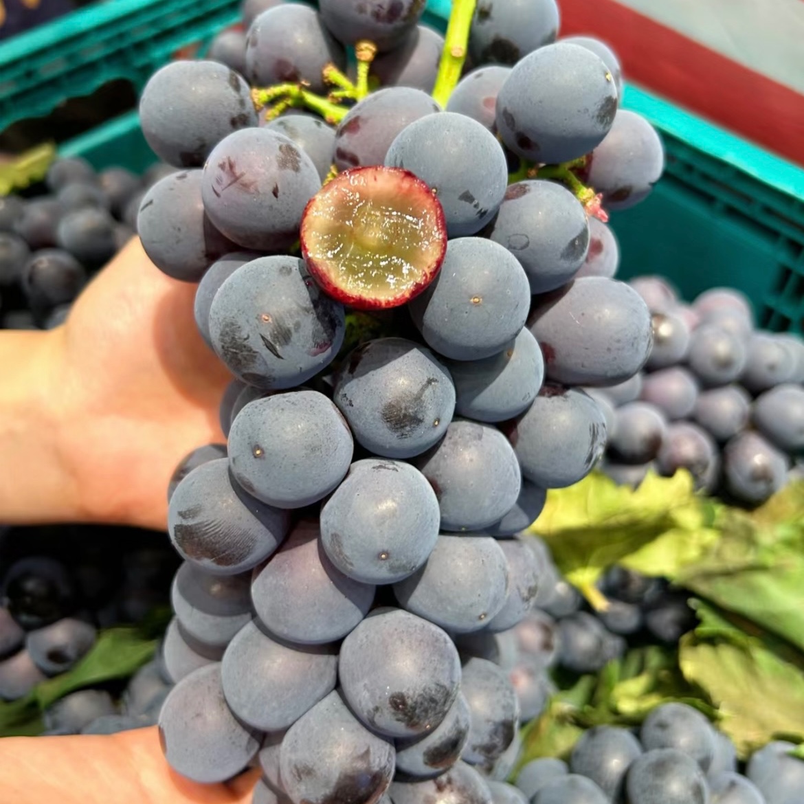 夏黑葡萄1串云南省